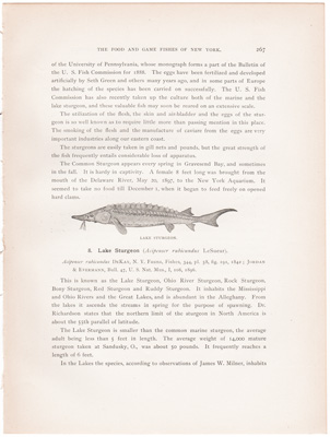 LAKE STURGEON